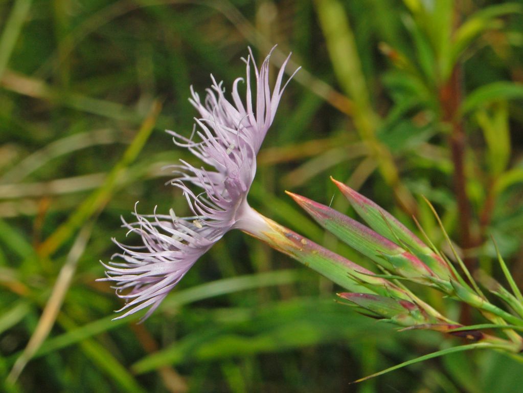 Dianthus monspessulanus